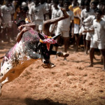 Madurai-alanganallur-jallikattu
